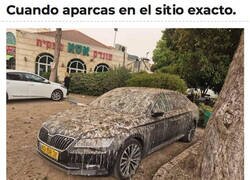 Enlace a Dónde todos los pájaros van a hacerlo