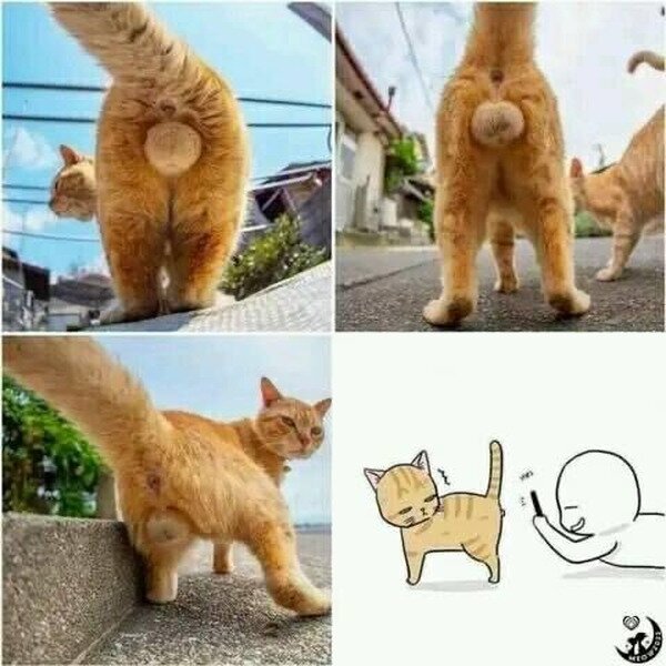 Meme_otros - Alguien echó la tarde haciendo fotos a los huevos de su gato