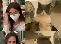 Enlace a Sustos pandémicos