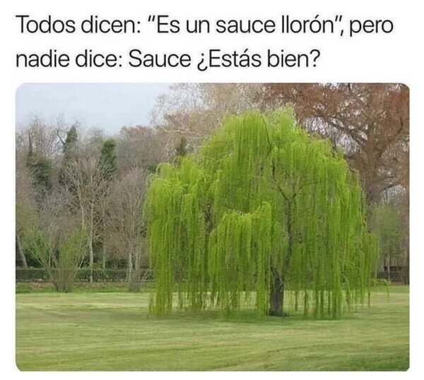 Otros - Nadie se preocupa por el pobre Sauce