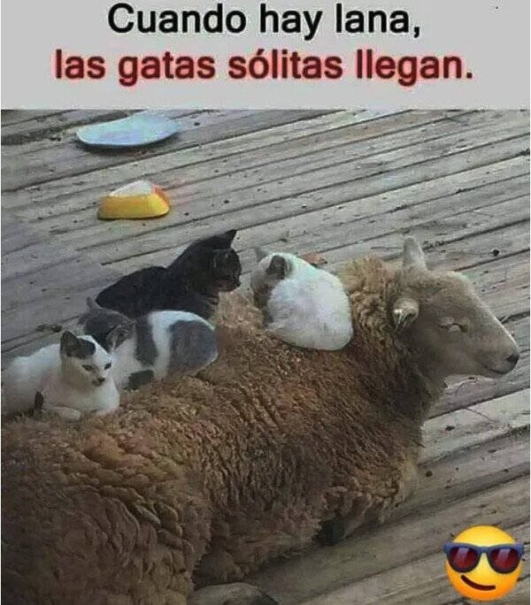 Meme_otros - El dicho se hace realidad