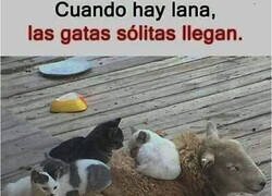 Enlace a El dicho se hace realidad