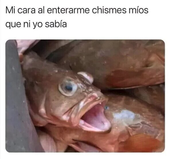 chisme,pez,cara