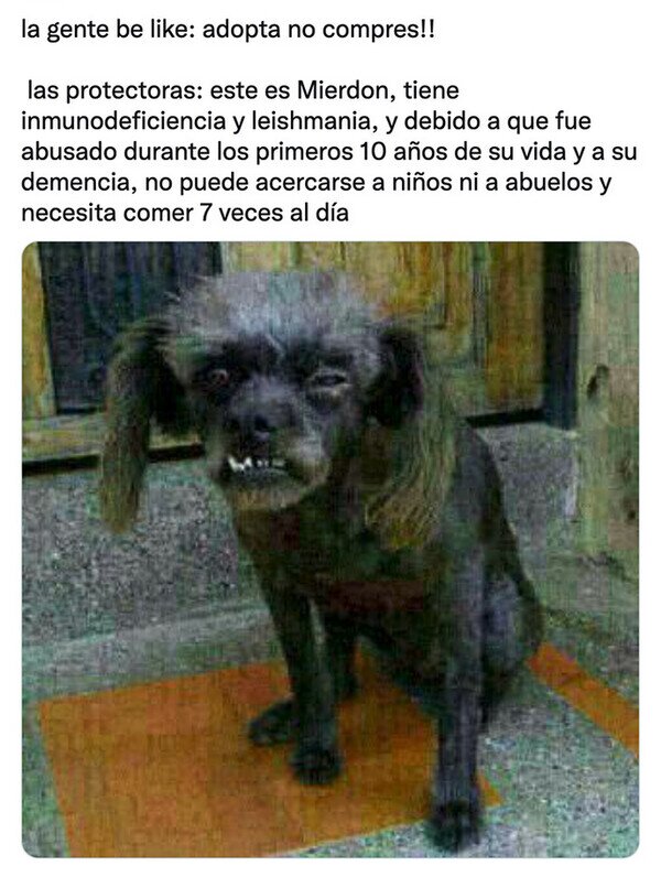 perro,mierdon,protectoras,adoptar