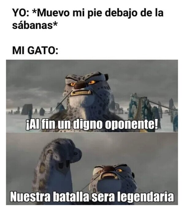 Meme_otros - Mi gato se pelea con mi pie