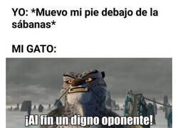 Enlace a Mi gato se pelea con mi pie