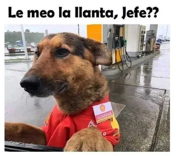 Otros - El perro repostador