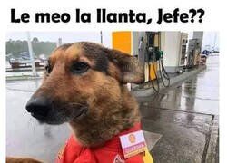 Enlace a El perro repostador