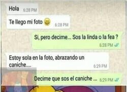 Enlace a Debía ser un bellísimo caniche