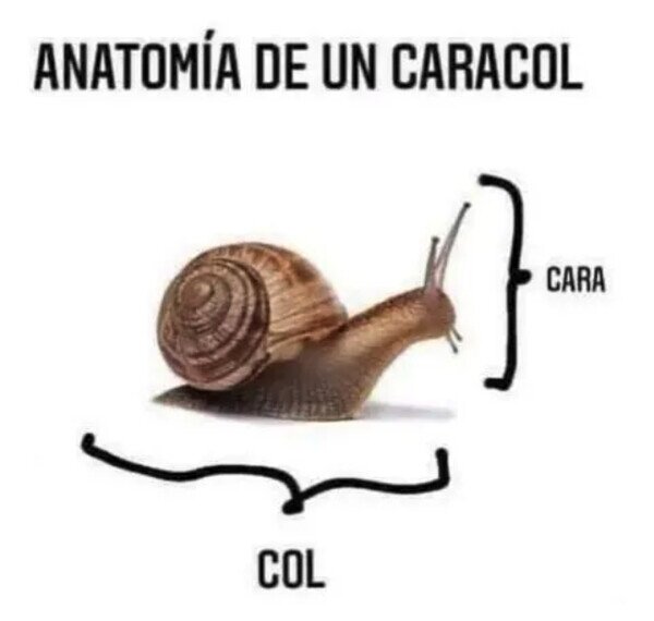 Meme_otros - Una breve lección de anatomía