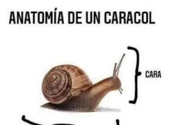 Enlace a Una breve lección de anatomía