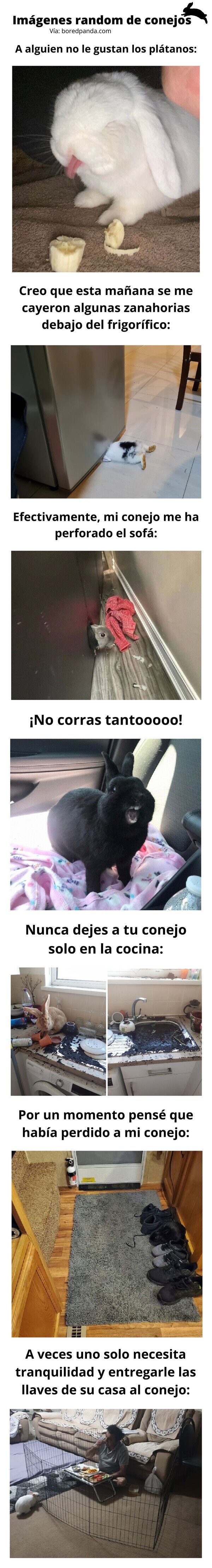 Meme_otros - Imágenes random de conejos