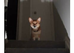 Enlace a Imágenes que demuestran que los Corgis son los mejores perros que hay