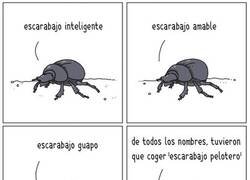 Enlace a Pobre escarabajo