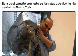 Enlace a No queráis ver las que superan la media