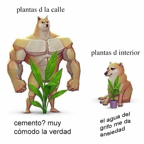 Meme_otros - La plantas de casa se aburguesan