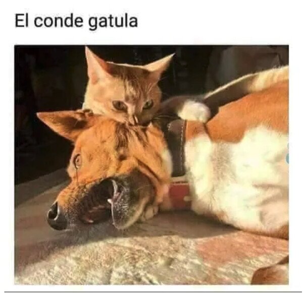 Otros - El gato Drácula