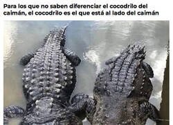 Enlace a Aprende a diferenciarlos