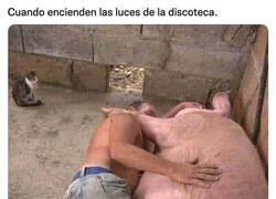 Enlace a ¡Sorpresa!