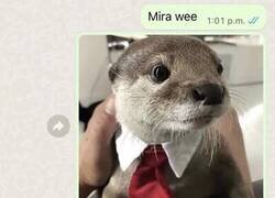 Enlace a La tontería del día