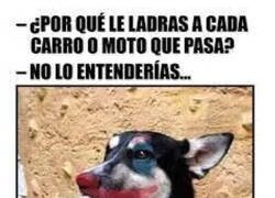 Enlace a El perro Joker