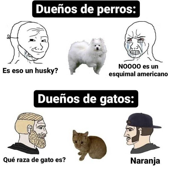 Otros - Los dueños de gatos no son tan ofendiditos