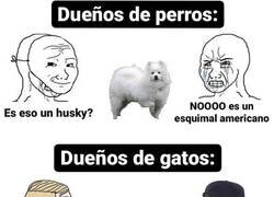 Enlace a Los dueños de gatos no son tan ofendiditos