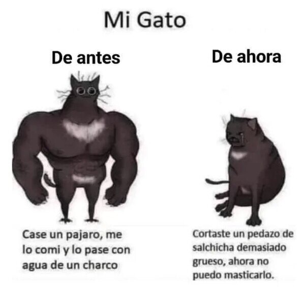 Meme_otros - Mi gato ya no es el que era