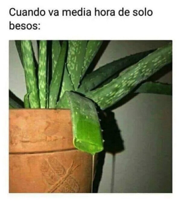 Meme_otros - Soy como un Aloe Vera