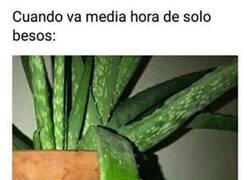Enlace a Soy como un Aloe Vera