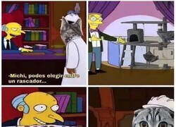 Enlace a Los gatos no tendrían dudas