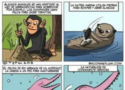 Enlace a Qué hermosa es la naturaleza