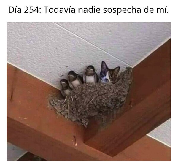 Otros - Infiltrado en el nido