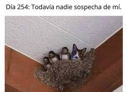 Enlace a Infiltrado en el nido