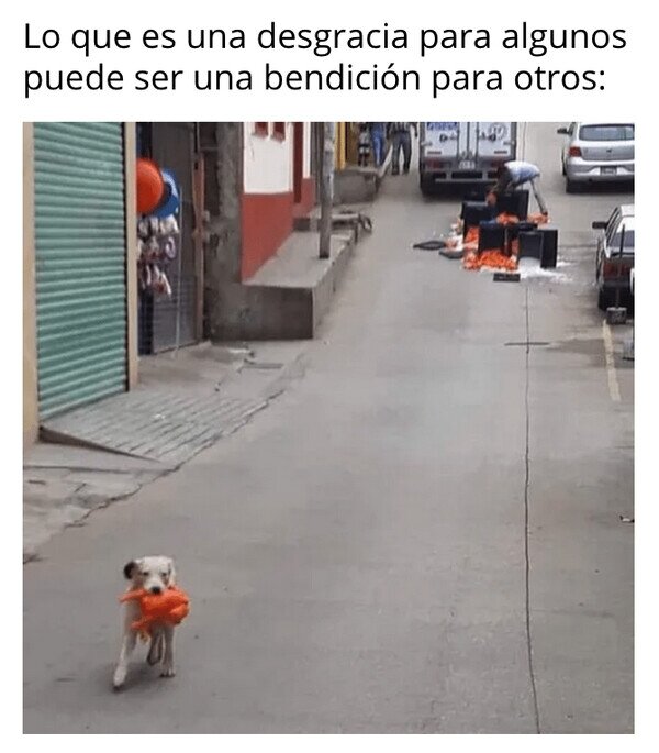 Meme_otros - Fue un buen día para el perrete