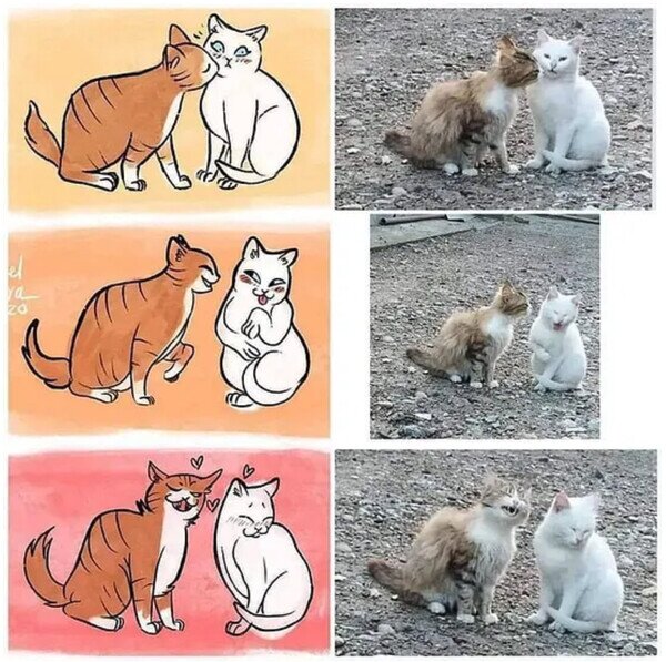 Meme_otros - Son tan adorables