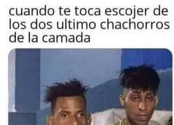 Enlace a No son los más agraciados