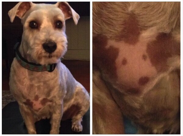 Otros - El perro que se llevaba a sí mismo en el pecho