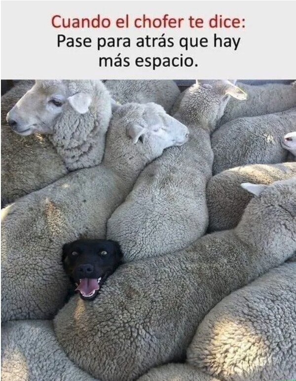 Meme_otros - El bus a las 8 de la mañana