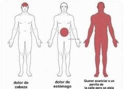 Enlace a Máximo dolor