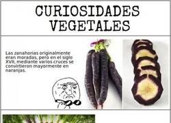 Enlace a Unas pequeñas curiosidades vegetales
