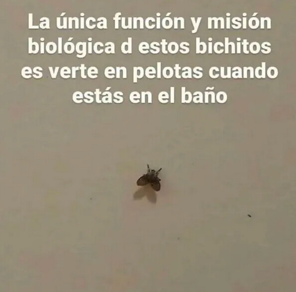 Meme_otros - ¿Por qué solo se las ve en las duchas?