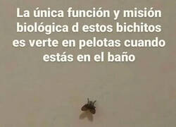 Enlace a ¿Por qué solo se las ve en las duchas?