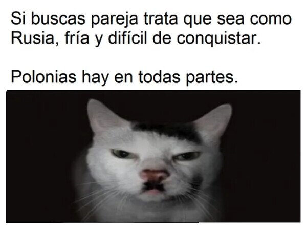 Otros - Consejo del gato 'conservador'