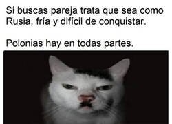 Enlace a Consejo del gato 'conservador'