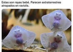 Enlace a No se puede definir mejor