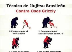 Enlace a Cómo sobrevivir al encuentro con un oso grizzly