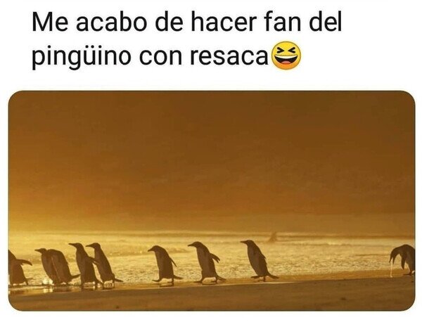 Otros - Te quiero mucho, pingüino con resaca