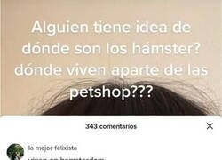 Enlace a ¿Dónde viven los hámsters?