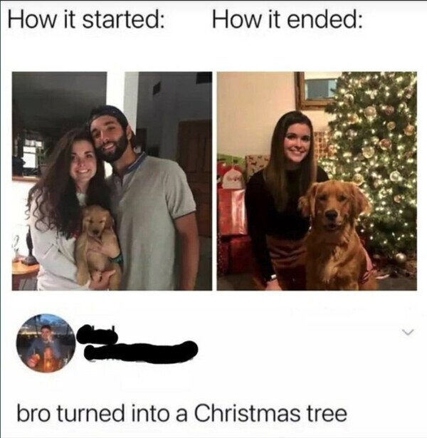 Meme_otros - Se convirtió en árbol